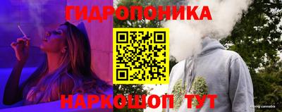 крисы Аша